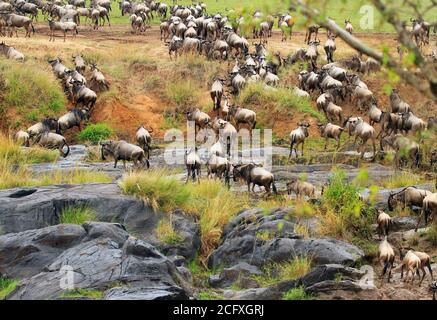 Grand troupeau de Wildebeest sur la rive de la rivière ayant juste traversé la rivière turbulente Mara au Kenya, en Afrique Banque D'Images