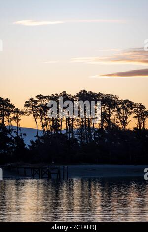 Arbres sur l'île de Tasman Bay, Nelson, South Island, Nouvelle-Zélande Banque D'Images