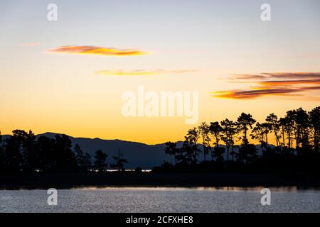 Arbres sur l'île de Haulashore dans la baie Tasman, Nelson, South Island, Nouvelle-Zélande Banque D'Images