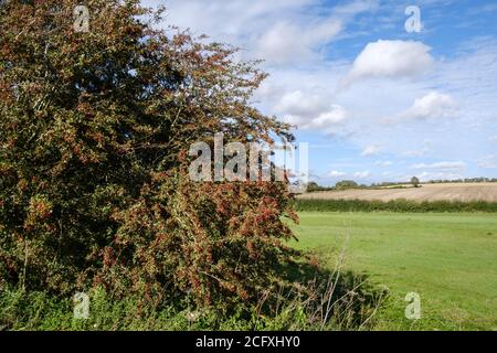 Baies de Hawthorn dans un hedgerow près de Nassington, vallée de Nene, Northamptonshire Banque D'Images