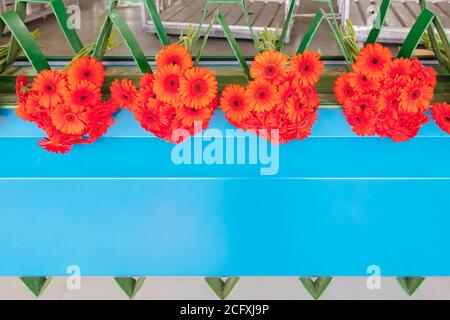 Emballage automatisé de fleurs de gerbera rouges fraîches dans une serre Banque D'Images