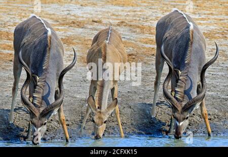 Trois Kudu avec des têtes en buvant, deux mâles de chaque côté et une femelle au milieu. Réserve d'Onguma, parc national d'Etosha, Zimbabwe Banque D'Images