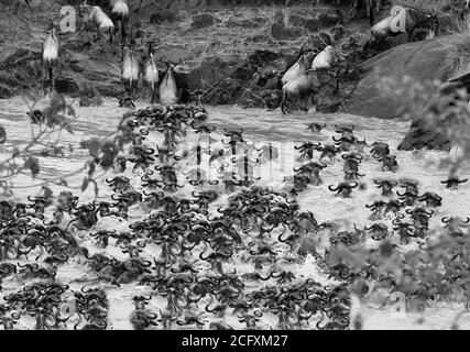 Migration la plus sauvage, beaucoup de plus sauvage traversant la rivière Mara pour obtenir des pâturages plus verts. Un événement qui a lieu chaque année Banque D'Images