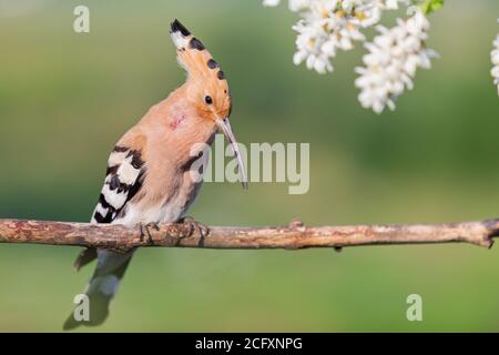 hoopoe chante une chanson parmi les fleurs blanches Banque D'Images