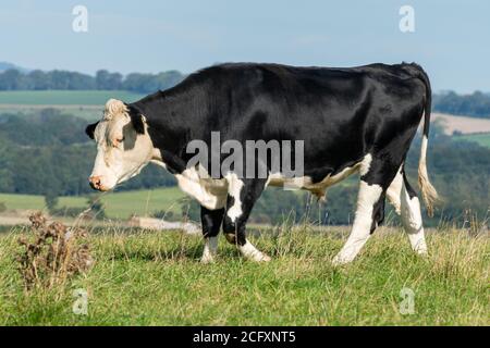 Black Hereford Steer, une race croisée de bovins de boucherie produits à partir de taureaux de boucherie Hereford et de vaches laitières Holstein-Frise Banque D'Images