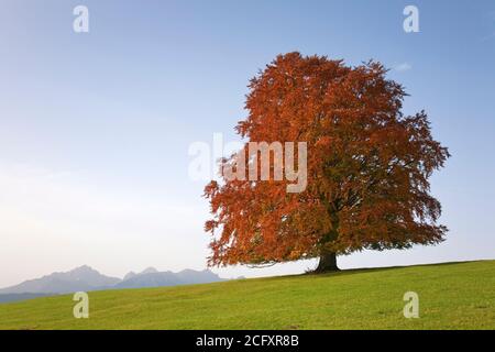 Géographie / Voyage, Allemagne, Bavière, hêtre d'automne, Allgaeu de l'est, Foothills alpins, Souabe, Allgaeu, droits-supplémentaires-autorisation-Info-non-disponible Banque D'Images