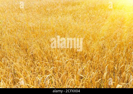 champ de blé doré en été. lever du soleil sur le champ de blé avec seigle . agriculture de blé d'été. paysage agro affaires Banque D'Images
