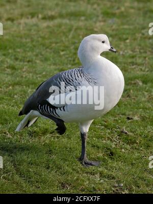 Upland/Magellan Goose (chloephaga picta) Homme Banque D'Images