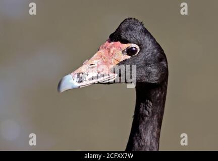 Magpie Goose (anseranus semipalmata) Banque D'Images