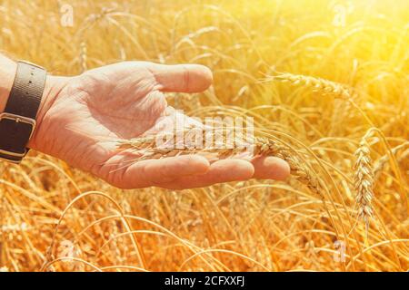 Oreilles de blé dans les mains de l'homme. Récolte, concept de récolte, jeune agriculteur en champ touchant ses oreilles de blé. Protection de la récolte. Blé agricole cultivé Banque D'Images