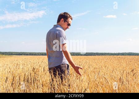 Grains de blé dans les mains d'un agriculteur sur le fond du champ de blé. Oreille mûre dans la main d'un homme. Récolte de céréales. Thème agricole. Banque D'Images