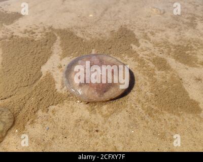 Méduse commune lavée à mort (Aurelia aurita) dans le sable humide de la plage Banque D'Images