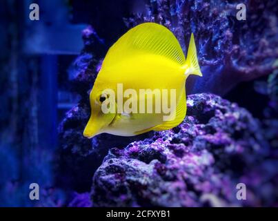 Zebrasoma flavescens - le tang jaune, c'est l'un des poissons d'aquarium les plus populaires Banque D'Images
