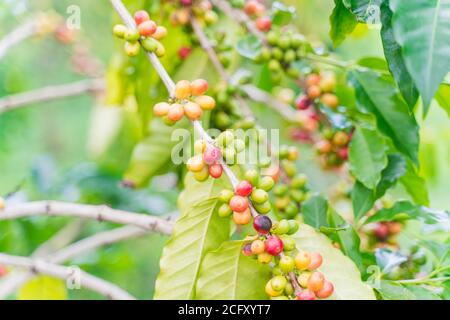 Big Island, Hawaï/États-Unis - septembre. 29 2019, Big Island Kona Coffee Beans Banque D'Images