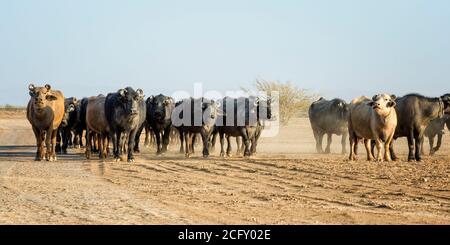 Troupeau de vaches, Grand Désert du Rann de Kutch, Gujarat, Inde Banque D'Images