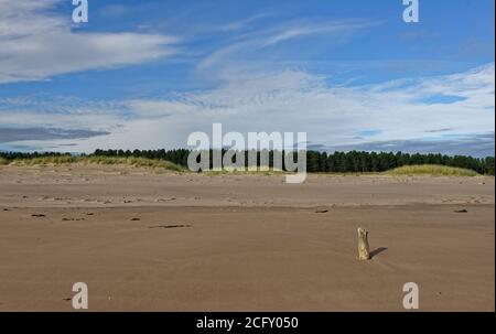 Tentsmuir point à marée basse avec un petit marqueur en bois abîmé sur la plage de sable large, avec de grands bassins de marée en arrière-plan. Banque D'Images