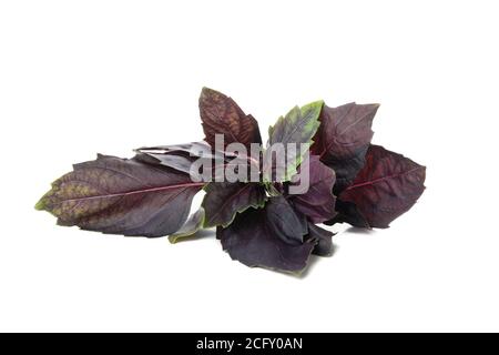 Basilic violet frais isolé sur fond blanc Banque D'Images