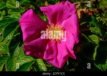 Une fleur de rosehip dans la prairie Banque D'Images