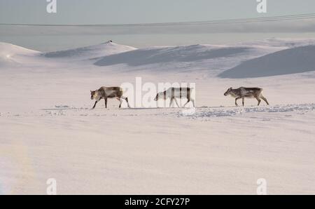 Rennes sauvages à la recherche de nourriture dans la neige profonde Islande Banque D'Images