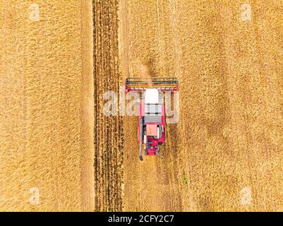 Vue aérienne sur la moissonneuse-batteuse travaillant sur le grand champ de blé. Fabrication de foin et récolte au début de l'automne sur le terrain. Le tracteur tond l'herbe sèche Banque D'Images