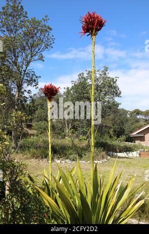 Doryanthes excelsa, communément connu sous le nom de gymea lys, est une plante à fleurs de la famille des Doryanthaceae endémique des régions côtières du Nouveau-Sud-Ouest Banque D'Images