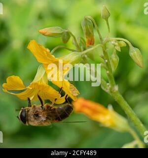 Abeille recueillant le pollen d'une petite trompette en forme de jaune fleur Banque D'Images