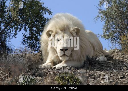 Lion blanc masculin (Panthera leo) Afrique du Sud Banque D'Images