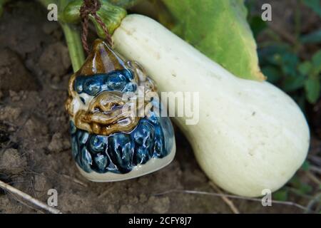Courge musquée non mûre (Cucurbita moschata), poussant sur la vigne avec une cloche japonaise traditionnelle en céramique (dorei) dans un jardin d'intérieur. Banque D'Images