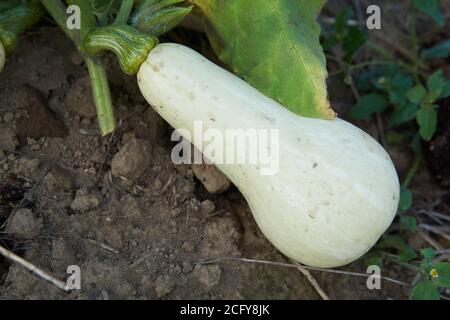 Jeune, non mûr, courge musquée blanche (Cucurbita moschata), courge d'hiver, qui pousse sur la vigne dans un jardin à la maison, avec de la vigne tachetée. Banque D'Images
