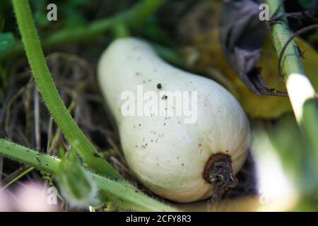 Jeune, non mûr, courge musquée blanche (Cucurbita moschata), courge d'hiver, qui pousse sur la vigne dans un jardin d'intérieur. Banque D'Images