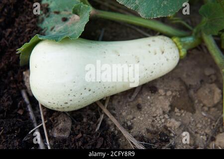 Jeune, non mûr, courge musquée blanche (Cucurbita moschata), courge d'hiver, qui pousse sur la vigne dans un jardin d'intérieur. Banque D'Images