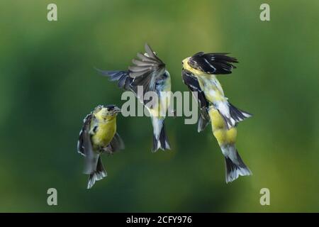 Les goldfinches en vol à mi-chemin de l'air Banque D'Images