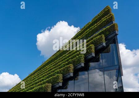 La plus grande façade verte d'Europe, sur le site de la rue commerçante et de la rue commerçante de Gustav-Gründgens-Platz, se trouve à 8 kilomètres de haies de charme Banque D'Images