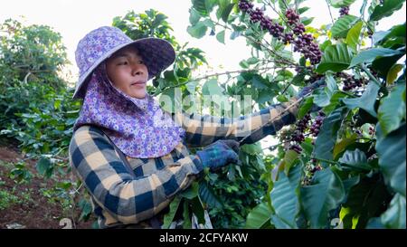 Portrait des femmes agricultrices cueillant le grain de café dans le café usine Banque D'Images