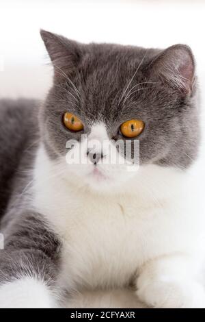 gros plan sur le chat Banque D'Images