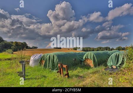 Assez de nourriture pour les chevaux qui sont debout sur un pré à proximité dans la belle Holstein Suisse. Banque D'Images