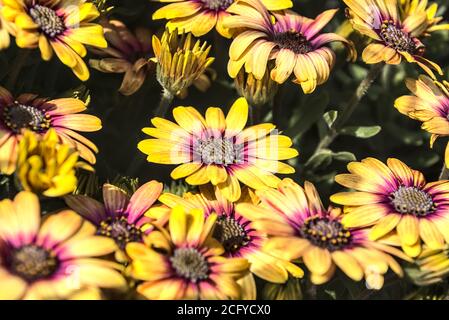 Fleurs de Marguerite jaune. Prise de vue lumineuse de fleurs de pâquerettes jaune et violet de printemps en plein soleil Banque D'Images