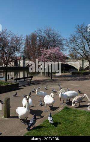 Cygnes et pigeons sur la rive de la rivière Nene dans la ville cathédrale de Peterborough, Cambridgeshire, Angleterre. Banque D'Images