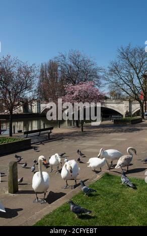 Cygnes et pigeons sur la rive de la rivière Nene dans la ville cathédrale de Peterborough, Cambridgeshire, Angleterre. Banque D'Images