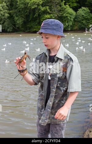 Garçon de onze ans avec un crabe, Stoke Gabriel, Devon, Angleterre, Royaume-Uni. Banque D'Images