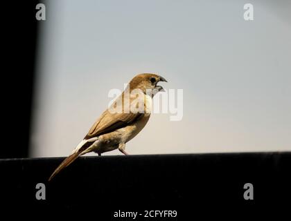 Limon indien debout sur un poteau noir. Munia à gorge blanche. Papier peint à l'arrière-plan des oiseaux. Euodice malabarica. Ferme-plan des oiseaux. Banque D'Images