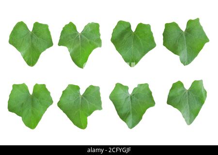 Ensemble de feuilles de gourde Ivy isolées sur fond blanc. Objet avec masque. Banque D'Images