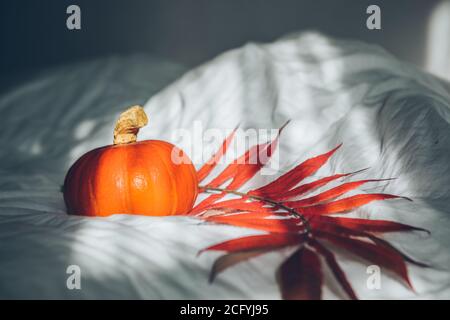 citrouille jaune sur feuilles blanches Banque D'Images