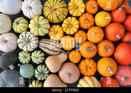 Collection de citrouilles et de squashes colorés. Superbe composition en dégradé de couleurs. Arrière-plan de l'automne. Banque D'Images