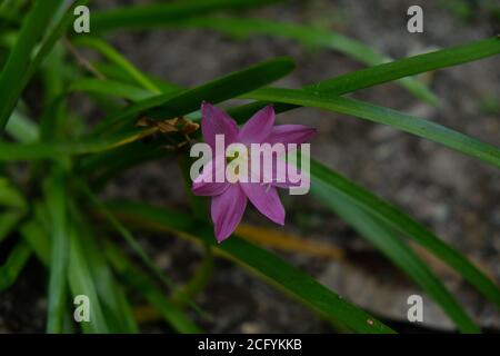 Le Lily de pluie (également appelé Zephyranthes ou Lily de fées) vient de la tendance de cette plante à fleurir après que cette plante a reçu assez de précipitations. Banque D'Images