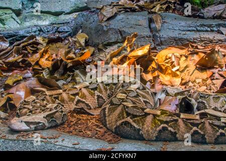 La vipère de Gaboon (Bitis gabonica) est une espèce de vipère que l'on trouve dans les forêts tropicales et les savanes d'Afrique subsaharienne. Comme tous les vipers, c'est venimeux. Banque D'Images