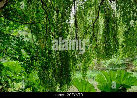 Gros plan de feuilles vertes au Golders Hill Park, un parc formel à Golders Green, Londres, Royaume-Uni. Banque D'Images