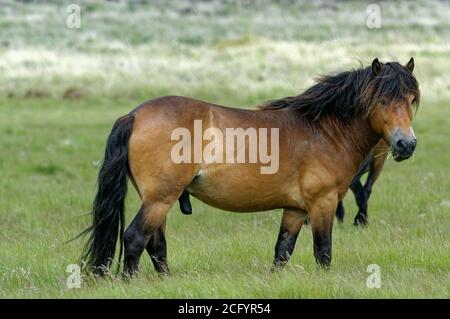 Exmoor Pony. Étalon. Banque D'Images