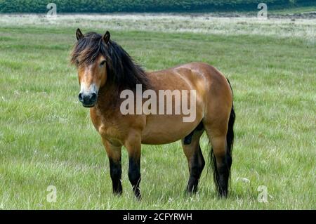 Exmoor Pony. Étalon. Banque D'Images