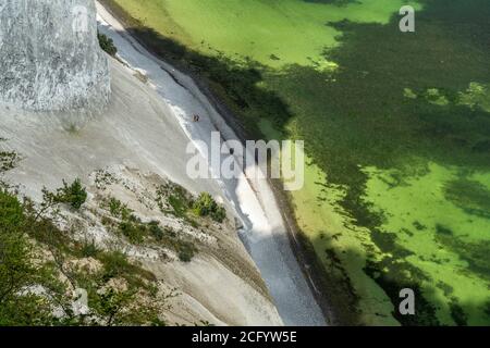 Steilküste und Kreidefelsen Møns Klint, Insel Mön, Dänemark, Europa | falaises escarpées de craie Moens Klint, île de Moen, Danemark, Europe Banque D'Images